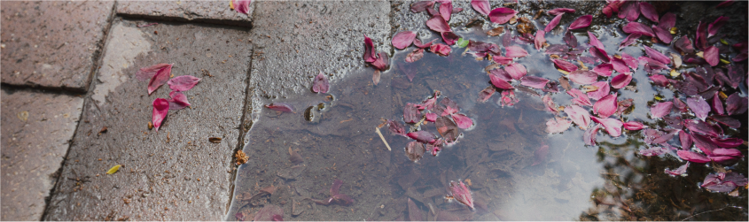 Puddle